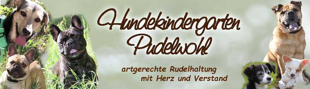 Hundekindergarten Pudelwohl